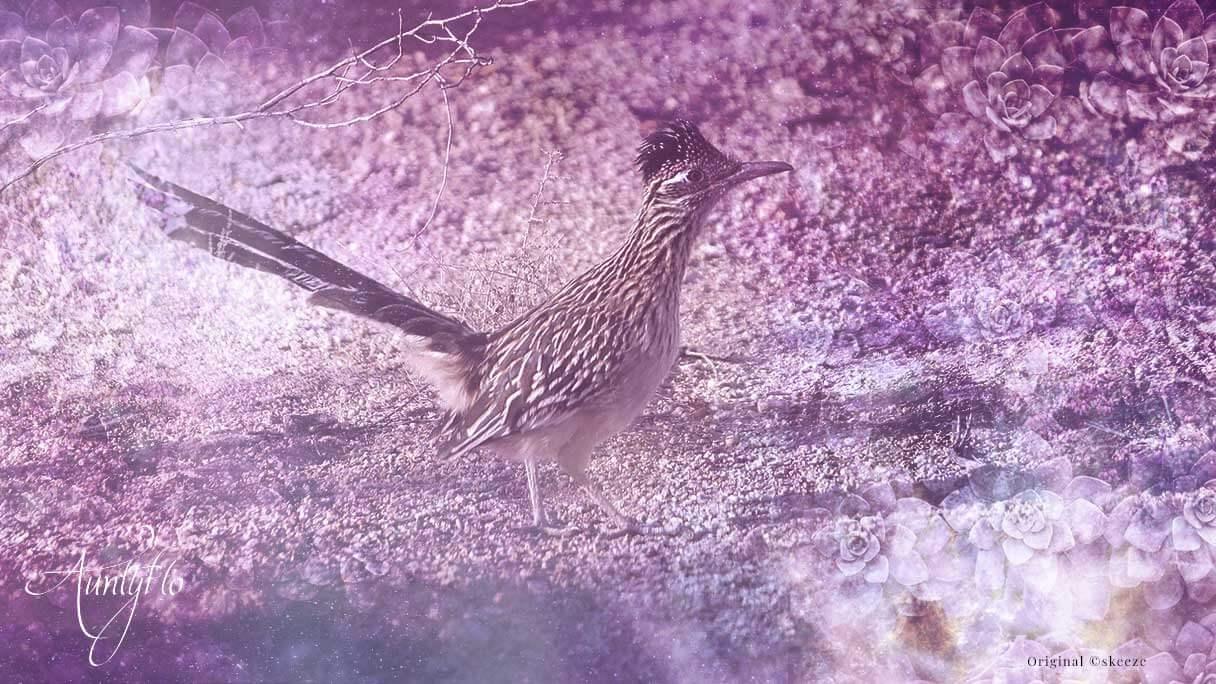 road-runner-spiritual-and-symbolic-meaning-auntyflo